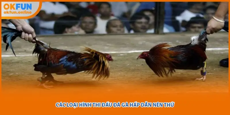 Các loại hình thi đấu đá gà hấp dẫn nên thử