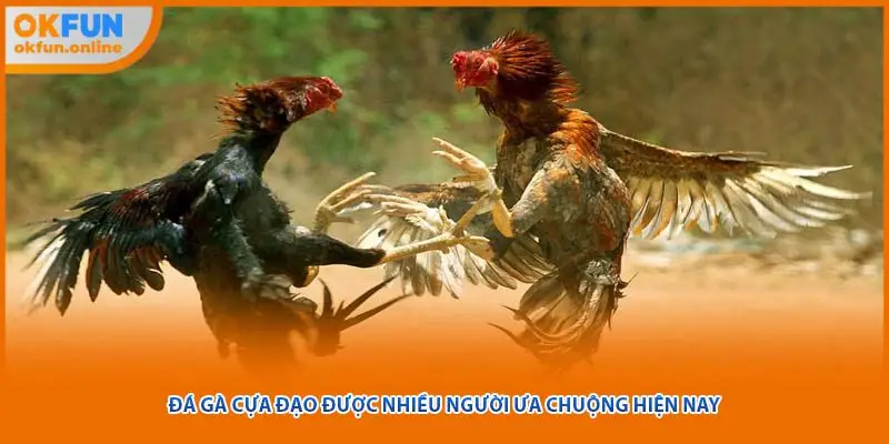 Đá gà cựa đạo được nhiều người ưa chuộng hiện nay