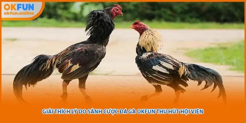 Giải thích lý do sảnh cược đá gà OHFUN thu hút hội viên