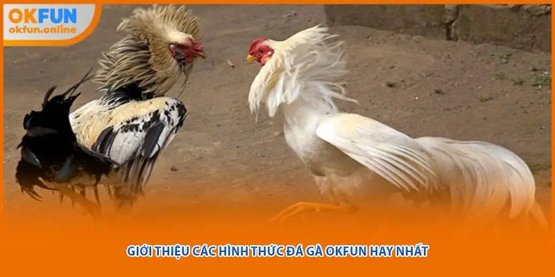 Giới thiệu các hình thức đá gà OKFUN hay nhất
