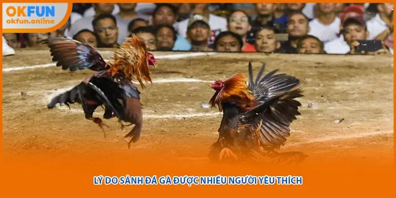 Lý do sảnh đá gà được nhiều người yêu thích
