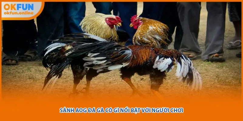 Sảnh AOG đá gà có gì nổi bật với người chơi