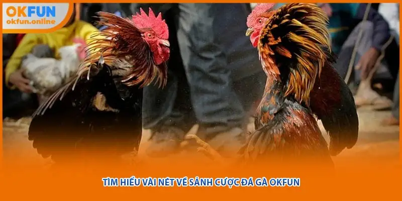 Tìm hiểu vài nét về sảnh cược đá gà OKFUN